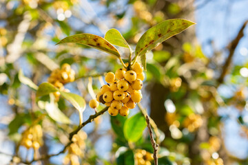 Common holly or Ilex Aquifolium Bacciflava plant in Saint Gallen in Switzerland 5.3.2025
