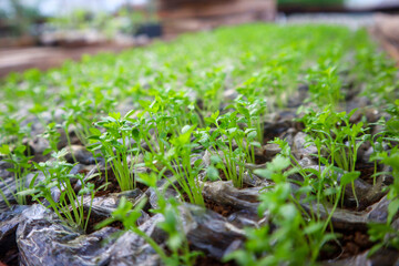 Close up fresh natural organic green celery seed plant seedling in greenhouse farm industry sapling