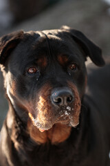 Fototapeta premium Rottweiler dog on a walk in the winter garden in the snow