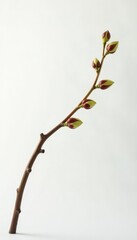 Long curved branch with rounded tips on white background, wood, organic, serene
