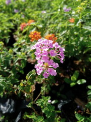 flowers in the garden