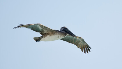 Pelican