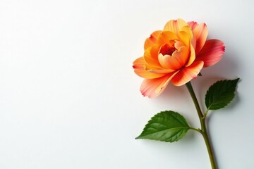 Obraz premium Colorful flower against a plain white surface, colorful flowers, still life, white background