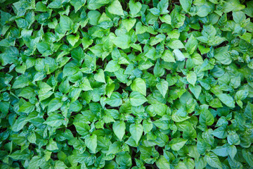 Fototapeta premium Lush green natural fresh wallpaper background of chili seedling or sapling and leaves seamless