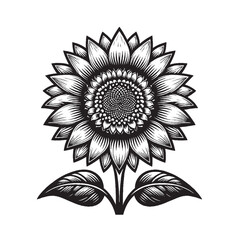 Sunflower Botanical Line Drawing
