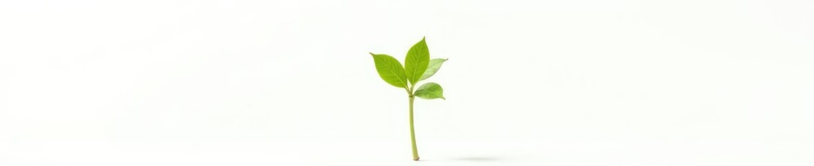 Single stem with a few sprouts isolated on white background, plant, foliage