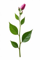 Fototapeta premium Single stem with a few leaves and twigs on white, , botanical, flora