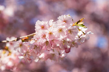 Munich Olympiapark Cherry Blossom Spring Season in close up view