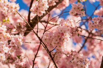 Munich Olympiapark Cherry Blossom Spring Season in close up view