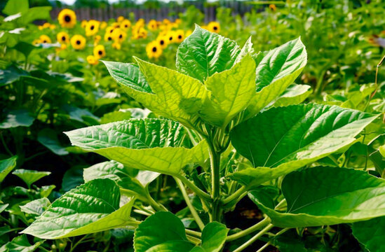 Lush green plants with bright yellow flowers in a garden
