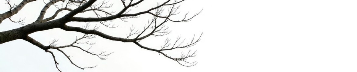 Isolated tree branches on white background with intricate details and texture, minimalist, simple