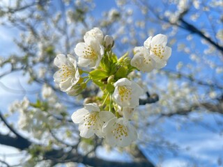 blooming cherry tree