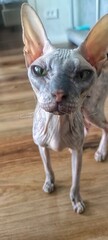 An elegant Sphynx cat in close-up