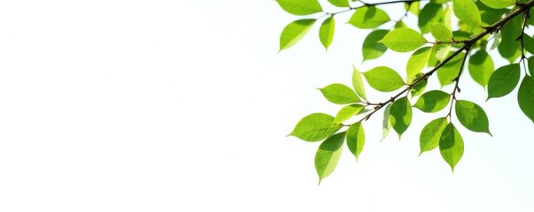 Obraz premium Isolated tree branches with leaves on a white background, simple, foliage