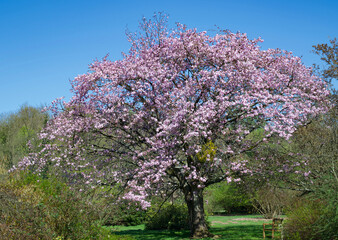 Beautiful view of prunus sargentii