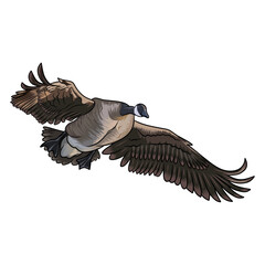 canadian goose duck hunting illustration logo vector image t shirt