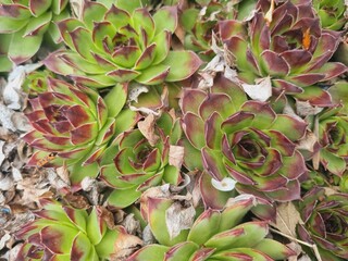 green-burgundy sprouts of Jovibarba