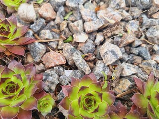 green-burgundy Jovibarba sprouts on gravel