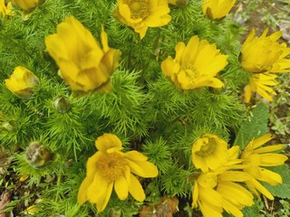 spring yellow flowers adonis with bright green foliage