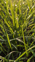 Sun-kissed Blades of Grass: Up-close shot of sunlit grass blades in vivid detail, emphasizing natural beauty and freshness. 