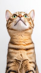 Obraz premium Curious Tabby Cat Looking Up with Green Eyes on White Background