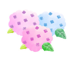 Watercolor hydrangea illustration