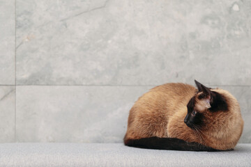 Adorable Thai cat resting near grey wall, space for text