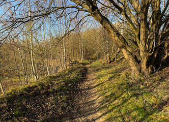 A dirt path winds through a serene woodland area, flanked by bare trees and patches of green grass. Sunlight filters through the branches, casting shadows on the trail in, Bolton Woods, Shipley, UK