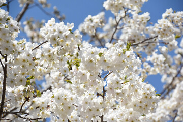 青空に桜