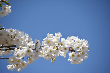 青空に桜