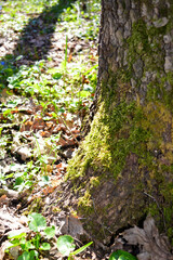 Fototapeta premium textural contrast with the mossy bark and dry leaf litter botany ecology rich microhabitats moss thriving on the tree bark crucial ecological role retaining moisture microorganisms nutrient cycling 