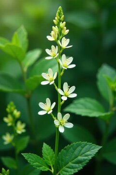 Tall stem supports clusters of small white blooms amidst foliage, field, spring, flowers