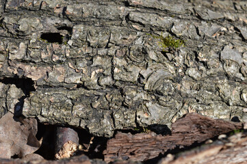 beautifully clear tree cross-section distinct growth rings heartwood tree life environment decay...