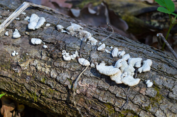 decaying tree log with clusters of white bracket fungi polypore tooth fungus growing along its bark texture organic pattern wood natural process forest educational  biology botany ecology environment