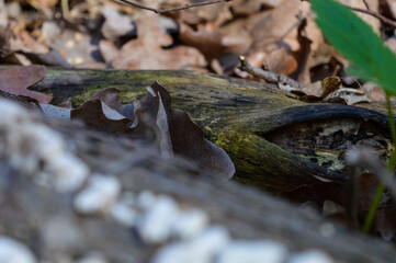 decaying tree log with clusters of white bracket fungi polypore tooth fungus growing along its bark texture organic pattern wood natural process forest educational  biology botany ecology environment