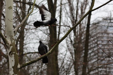 Two pigeons perched on a bare branch in a city park on a cloudy afternoon