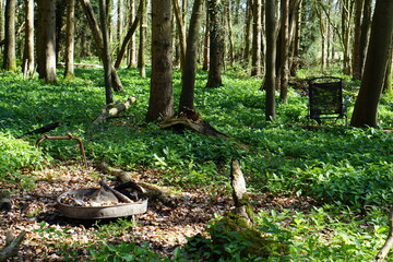 rubbish, litters, trees, nature reserve, april 2025, spring, nature awakening, haverhill, woods, forest, decaying tree, roots, mystical shapes