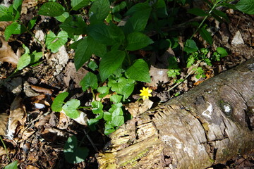 Obraz premium yellow flower, trees, nature reserve, april 2025, spring, nature awakening, haverhill, woods, forest, decaying tree, roots, mystical shapes