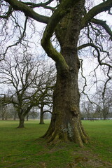 mystical tree, fairy garden, saffron walden, garden, land, landscape, march 2025