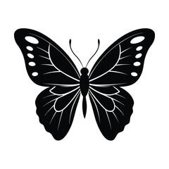butterfly on white background