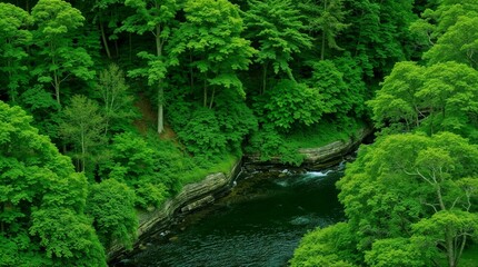 Lush green forest landscape with a tranquil river flowing  