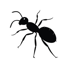 ant isolated on white background