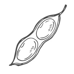 Soybean sketch vector illustration. Soya been pod in doodle style