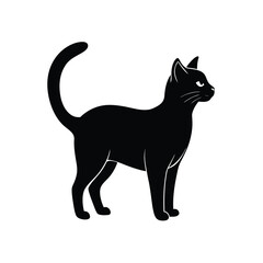 black cat on white background