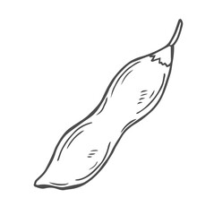 Soybean sketch vector illustration. Soya been pod in doodle style