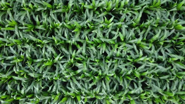 Aerial Drone View of Corn Field &ndash; Agricultural Landscape and Farmland Pattern Concept