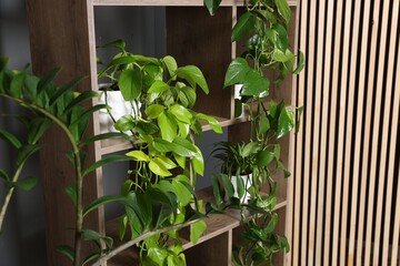 Many beautiful houseplants on shelving unit near grey wall