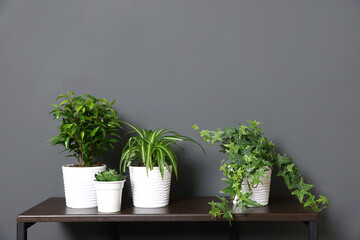 Beautiful houseplants on wooden table near grey wall. Space for text