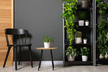 Many beautiful houseplants on shelving unit near grey wall