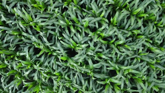 Aerial Drone View of Corn Field &ndash; Agricultural Landscape and Farmland Pattern Concept